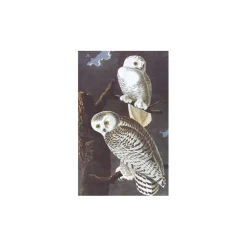 Birds of America - Tiny Folio