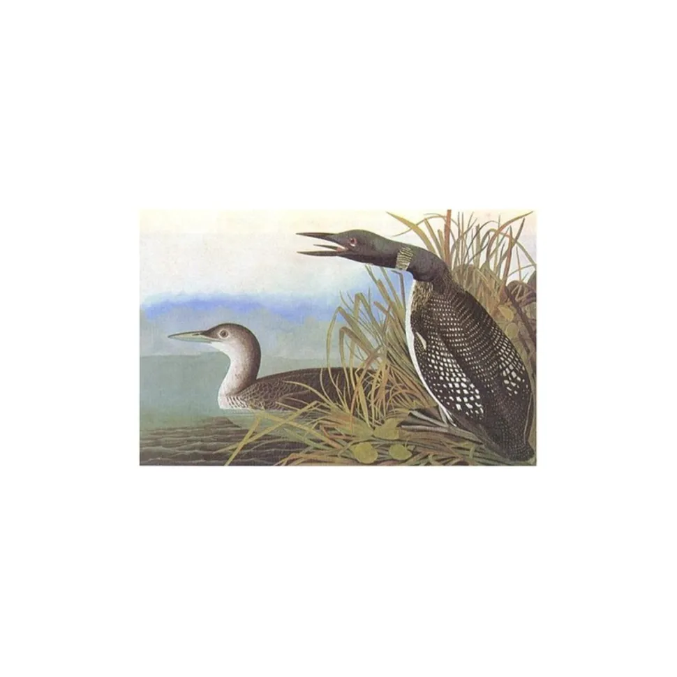 Birds of America - Tiny Folio