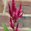 Celosia Seed Pack