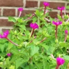 Four O'Clocks Seed Pack