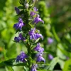 Great Blue Lobelia Seed Pack