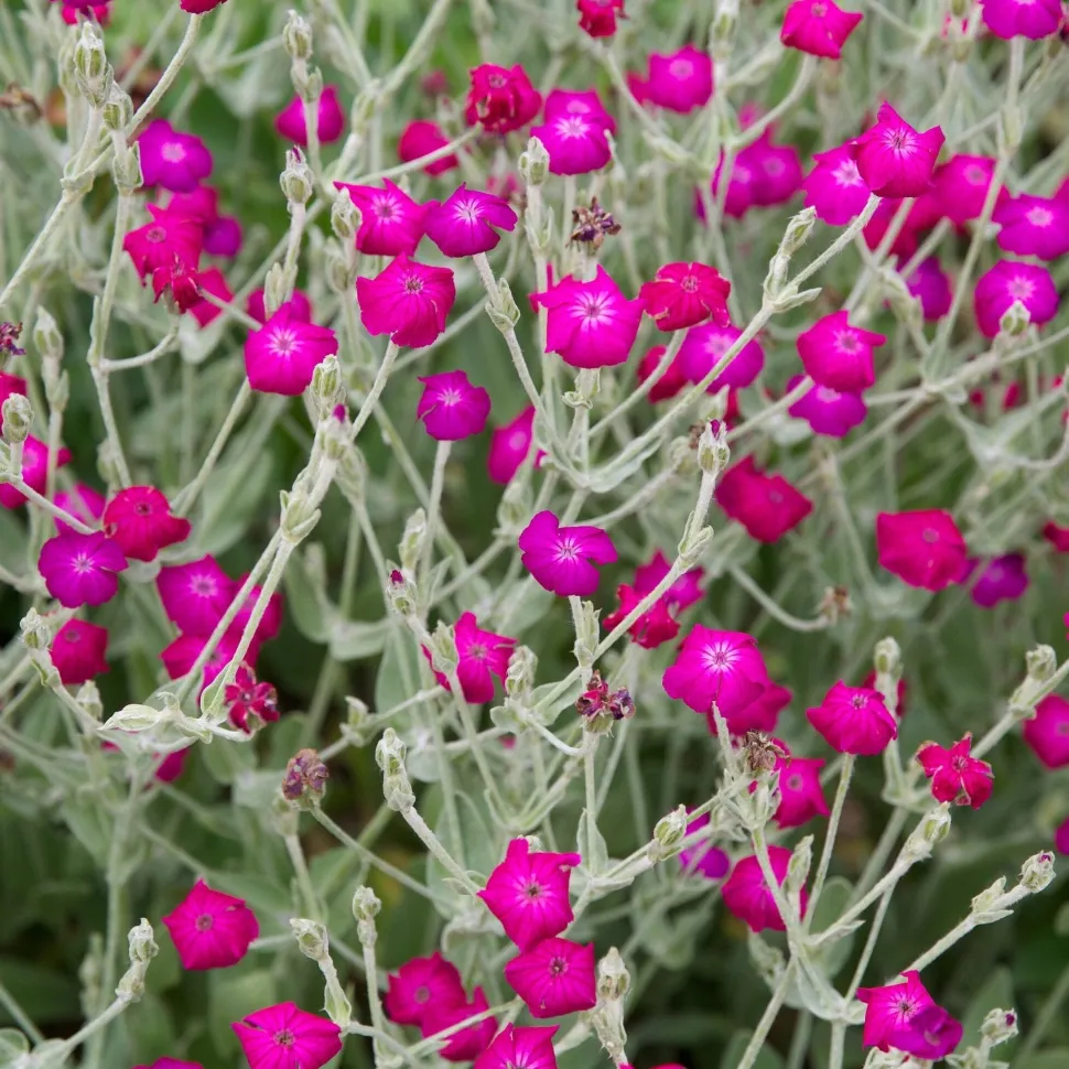 Rose Campion Seed Pack