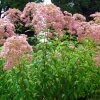 Spotted Joe-Pye Weed Seed Pack
