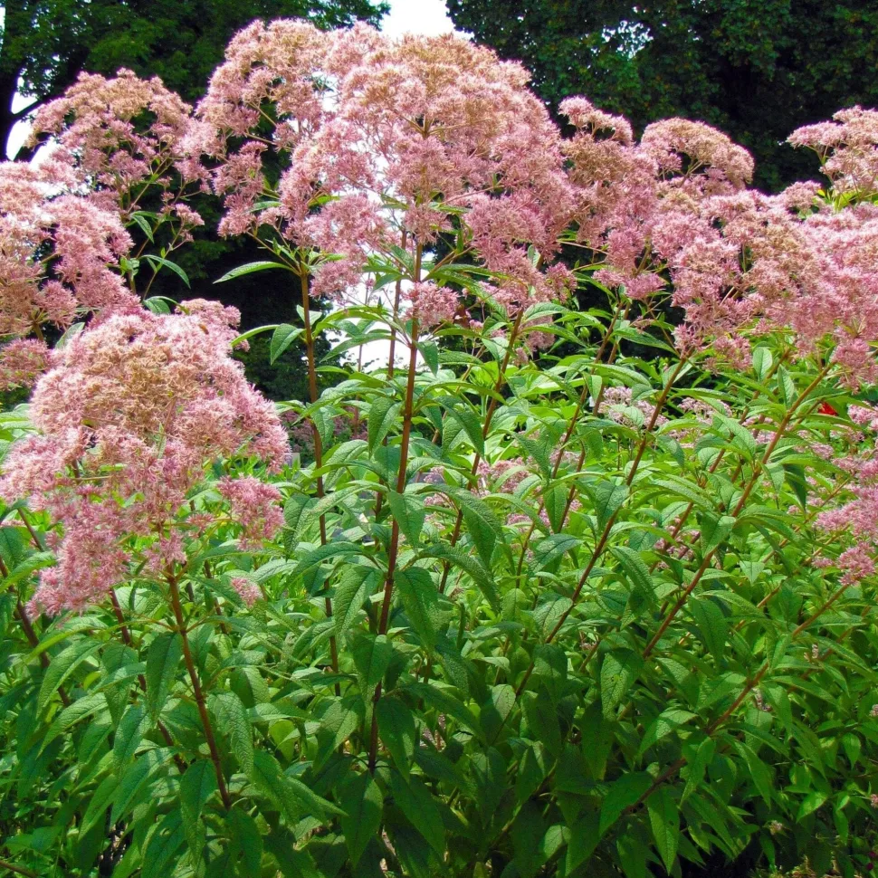 Spotted Joe-Pye Weed Seed Pack