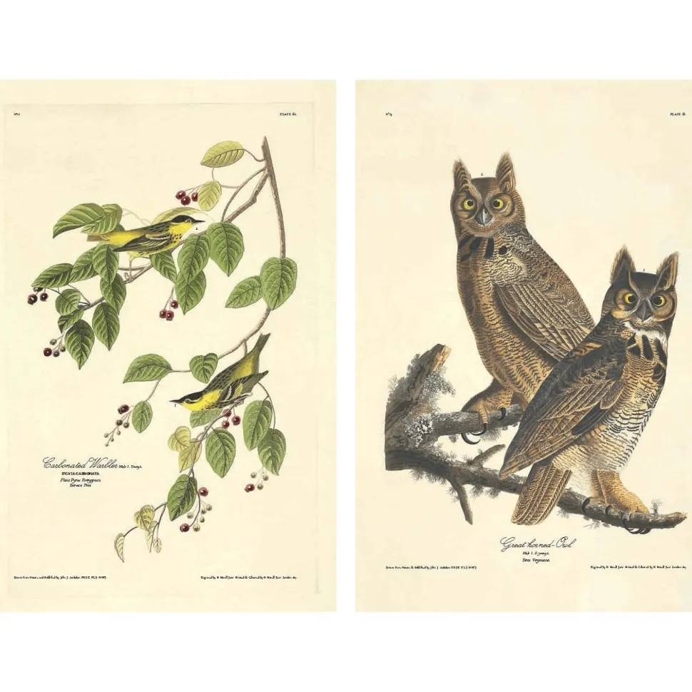 The Birds of America